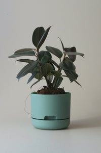 Mr Kitly Self Watering Pot Cabinet Green 170mm
