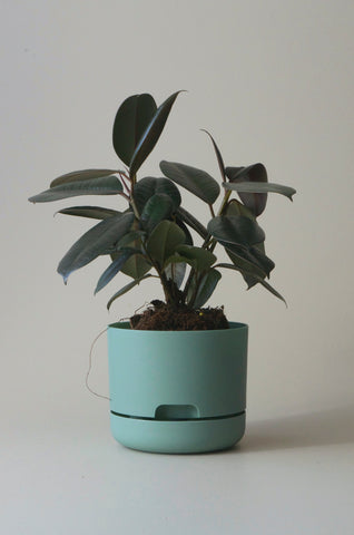 Mr Kitly Self Watering Pot Cabinet Green 170mm