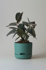 Mr Kitly Self Watering Pot Dark Moss 170mm 2