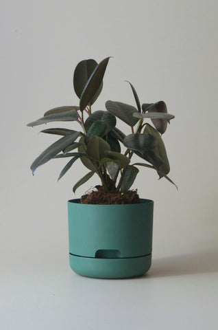Mr Kitly Self Watering Pot Dark Moss 170mm 2