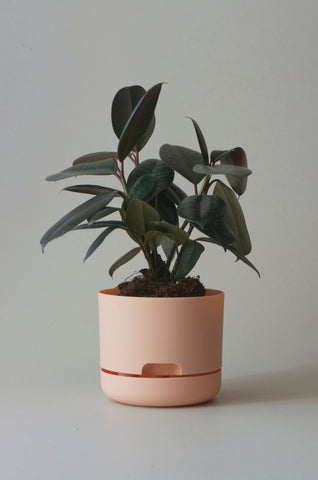 Mr Kitly Self Watering Pot Pale Apricot 170mm