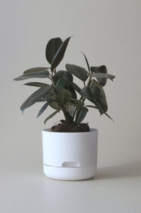 Mr Kitly Self Watering Pot White 170mm