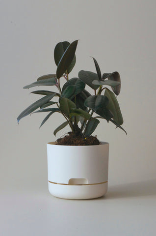Mr Kitly Self Watering Pot White Linen 170mm