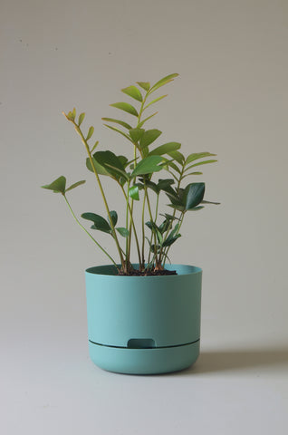 Mr Kitly Self Watering Pot Cabinet Green 215mm