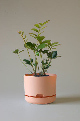 Mr Kitly Self Watering Pot Pale Apricot 215mm
