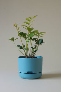 Mr Kitly Self Watering Pot Pond Blue 215mm