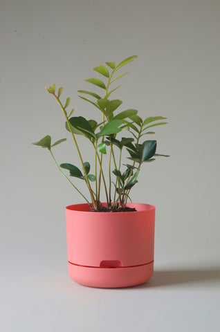 Mr Kitly Self Watering Pot Persimmon 215mm