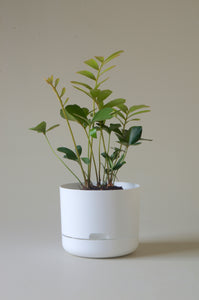 Mr Kitly Self Watering Pot White 215mm