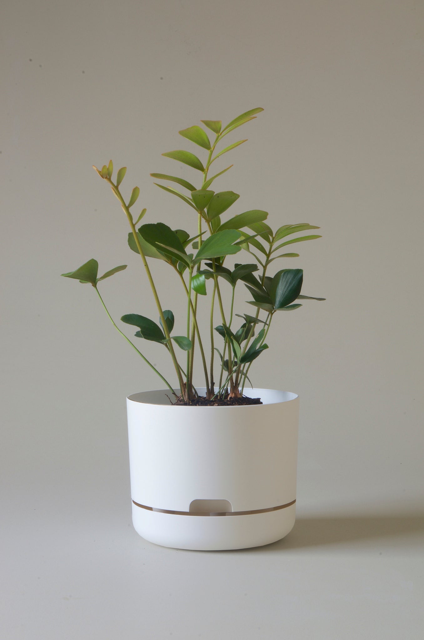 Mr Kitly Self Watering Pot White Linen 215mm