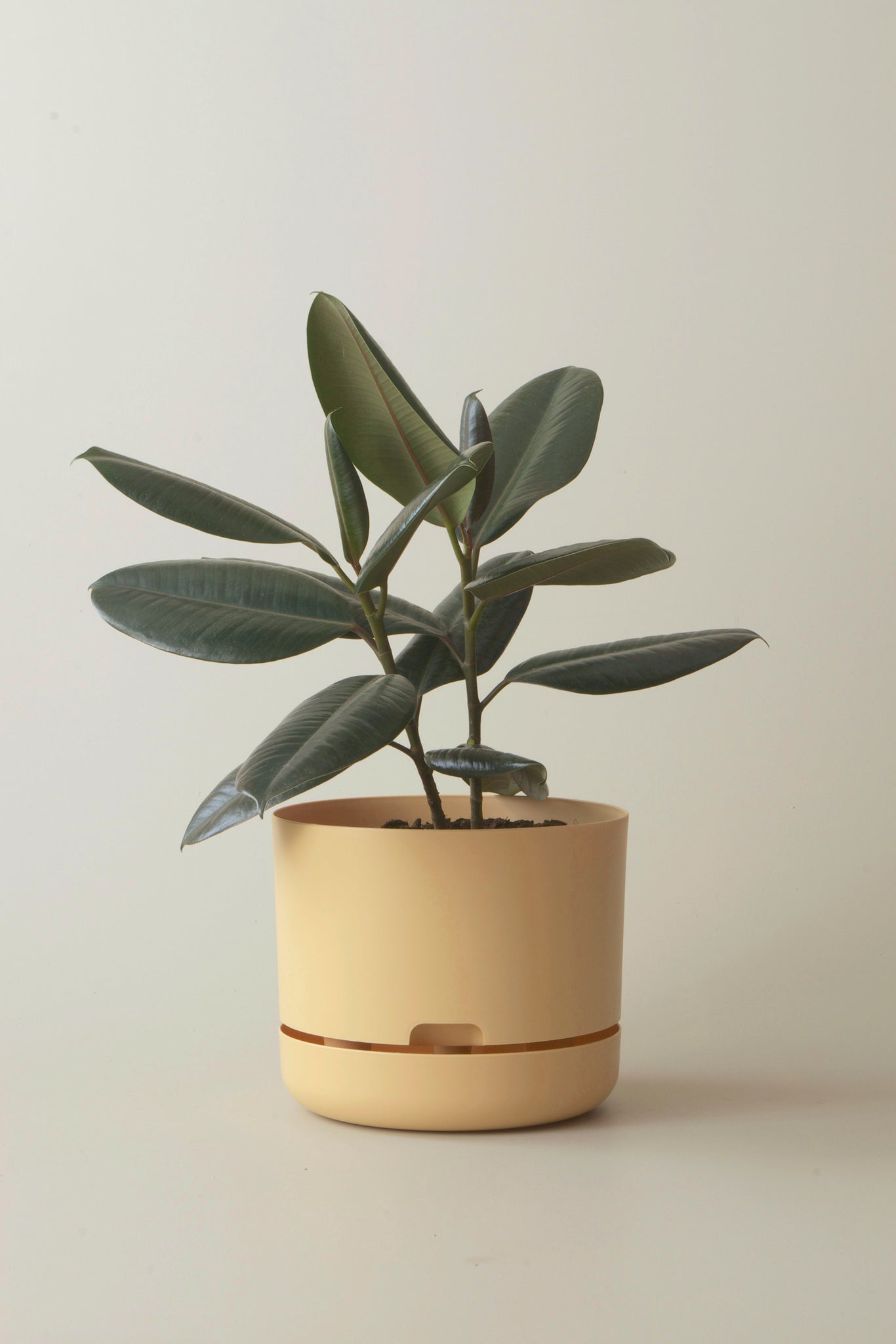 Mr Kitly Self Watering Pot Buff 250mm