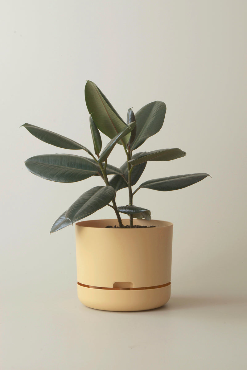 Mr Kitly Self Watering Pot Buff 250mm – Bulleen Art and Garden