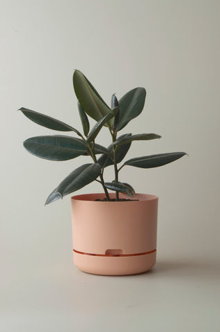 Mr Kitly Self Watering Pot Pale Apricot 250mm
