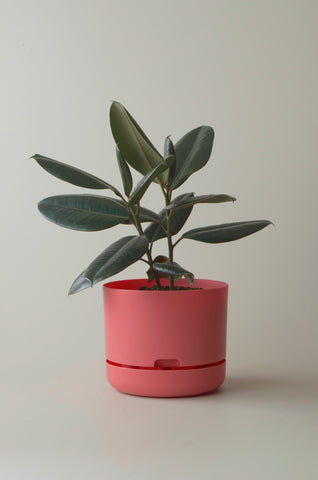 Mr Kitly Self Watering Pot Persimmon 250mm