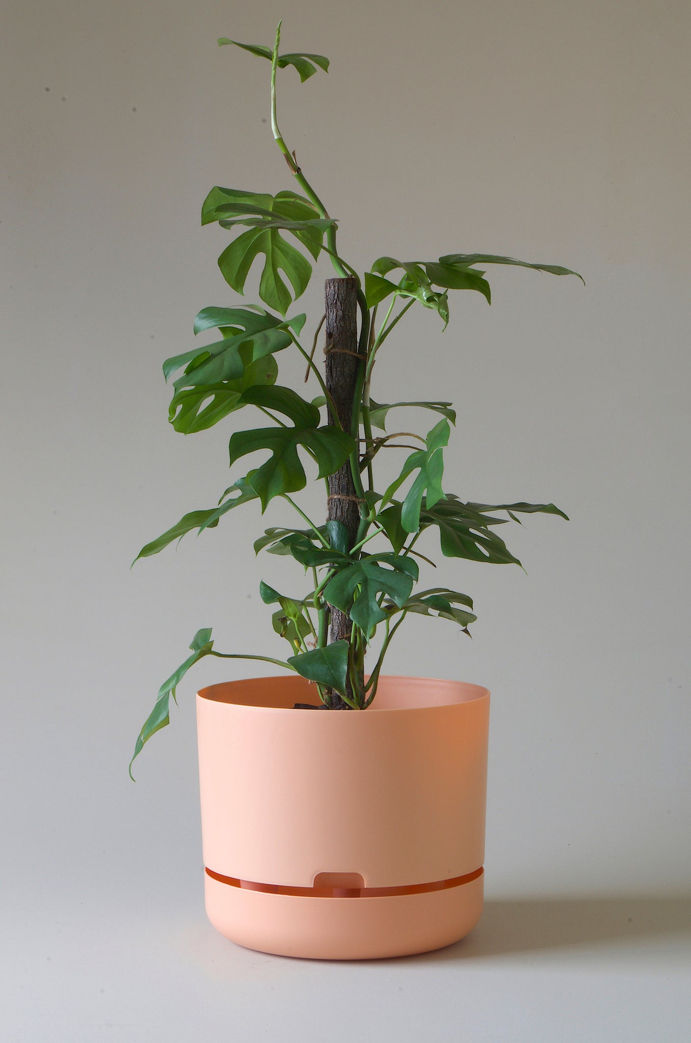 Mr Kitly Self Watering Pot Pale Apricot 300mm