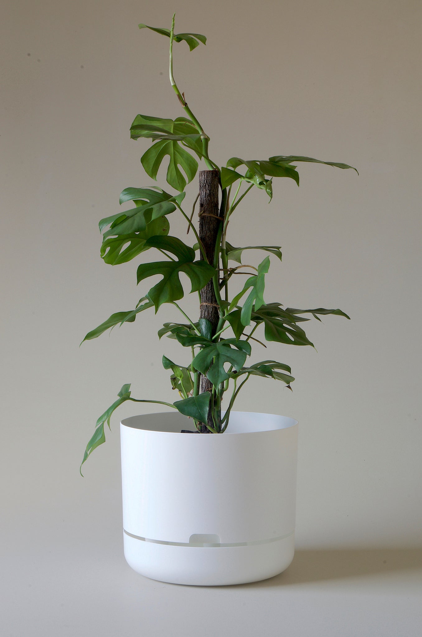Mr Kitly Self Watering Pot White 300mm