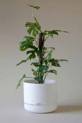 Mr Kitly Self Watering Pot White 300mm