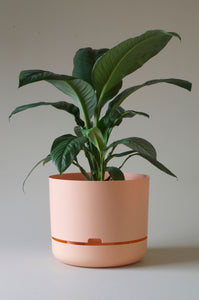 Mr Kitly Self Watering Pot Pale Apricot 375mm