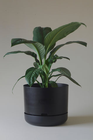 Mr Kitly Self Watering Pot Recycled Black 375mm