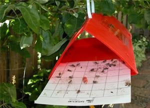 Codling Moth Trap